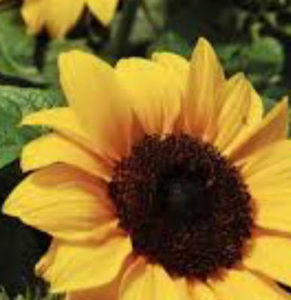 Meet your Posher, Notahuman